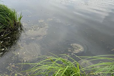 У річці Случ на Житомирщині загинуло 24 тонни риби — екоінспектори встановлюють причини У річці Случ на Житомирщині загинуло 24 тонни риби — екоінспектори встановлюють причини