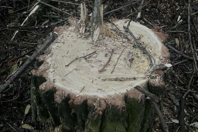 Пень від зрубаного дерева Пень від зрубаного дерева