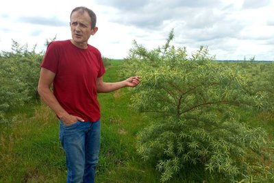 "Обприскували поле сої, а знищили мій обліпиховий сад", — фермер з Хмельниччини скаржиться на сусідів "Обприскували поле сої, а знищили мій обліпиховий сад", — фермер з Хмельниччини скаржиться на сусідів