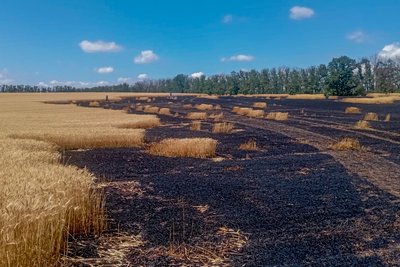 Вогонь знищив два гектари з урожаєм: на Вінниччині горіло пшеничне поле Вогонь знищив два гектари з урожаєм: на Вінниччині горіло пшеничне поле