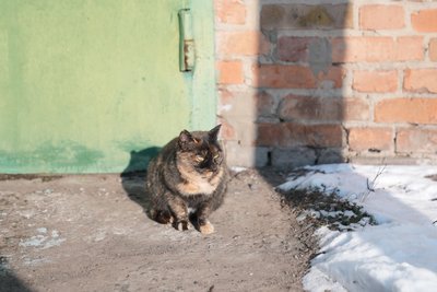 На Сумщині тривають морози: як врятувати вуличних тварин і птахів від переохолодження На Сумщині тривають морози: як врятувати вуличних тварин і птахів від переохолодження