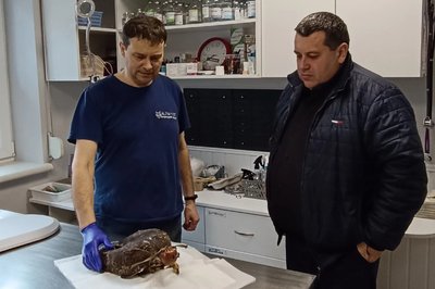 На Львівщині врятували канюка На Львівщині врятували канюка