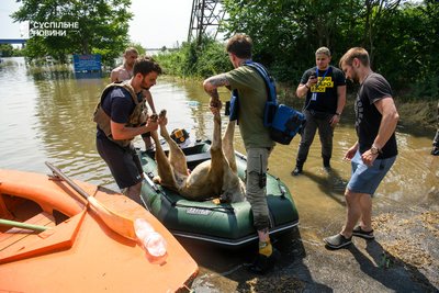 Зооволонтери рятують тварин у підтоплених районах Херсона, 7 червня 2023 року