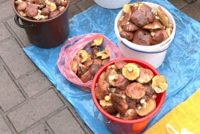 Білі, опеньки, маслюки: які гриби і за якою ціною продають на ринку в Житомирі Білі, опеньки, маслюки: які гриби і за якою ціною продають на ринку в Житомирі