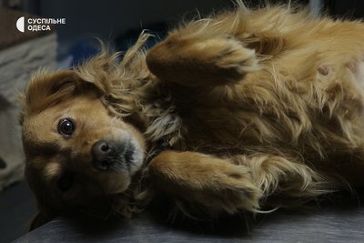 Знайшли в Одесі нові родини: історія собак Черрі і Челсі, врятованих з прифронтової зони Знайшли в Одесі нові родини: історія собак Черрі і Челсі, врятованих з прифронтової зони