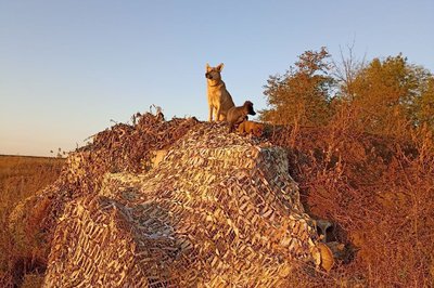 Пес Рижий Пес Рижий