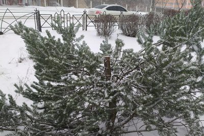 Перша в цьому році: у київському парку чоловік зрубав ялинку Перша в цьому році: у київському парку чоловік зрубав ялинку