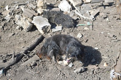 «Собаку вбило одну, а двоє вижило»: на Одещині РФ зруйнувала будинок жінки «Собаку вбило одну, а двоє вижило»: на Одещині РФ зруйнувала будинок жінки