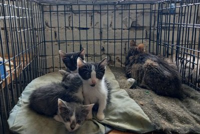 Коти в КП Ласка Коти в КП Ласка