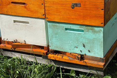 У громаді на Житомирщині загинули майже 700 бджолиних сімей — яка причина