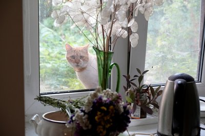 котик котик