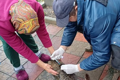 У Малинській громаді безоплатно вакцинують домашніх і безпритульних тварин від сказу У Малинській громаді безоплатно вакцинують домашніх і безпритульних тварин від сказу