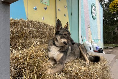 Собака на ім’я Вовчиця живе у житомирському центрі захисту тварин та шукає родину Собака на ім’я Вовчиця живе у житомирському центрі захисту тварин та шукає родину