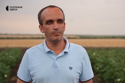 Експеримент вдався: в Одеському регіоні вирощуватимуть бавовну в промислових обсягах