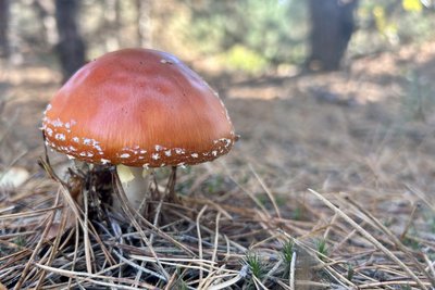 Маслюки, моховики та білі: фотопрогулянка лісом у Мартинівці на Рівненщині Маслюки, моховики та білі: фотопрогулянка лісом у Мартинівці на Рівненщині
