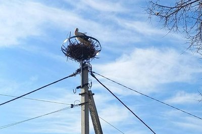 "Лелекам — дім, а людям — безпека": на Рівненщині енергетики облаштували безпечні гнізда для птахів "Лелекам — дім, а людям — безпека": на Рівненщині енергетики облаштували безпечні гнізда для птахів