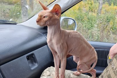 Бійці волинської бригади прихистили кота, якого знайшли в лісі на Харківщині