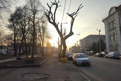 Розчищення від омели та старих і аварійних гілок — у Житомирі триває зимове кронування дерев та кущів Розчищення від омели та старих і аварійних гілок — у Житомирі триває зимове кронування дерев та кущів