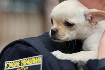 У Миколаєві поліцейські прихистили двох покинутих цуценят У Миколаєві поліцейські прихистили двох покинутих цуценят