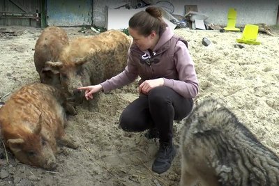 На Дніпровщині облаштовують реабілітаційний центр для евакуйованих тварин з Донеччини На Дніпровщині облаштовують реабілітаційний центр для евакуйованих тварин з Донеччини