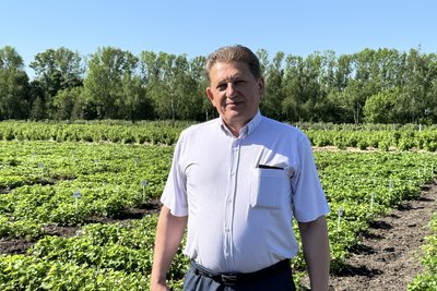 Ціни на полуницю у Сумах: коли місцева ягода витіснить привізну Ціни на полуницю у Сумах: коли місцева ягода витіснить привізну