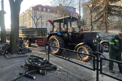Розчищення від омели та старих і аварійних гілок — у Житомирі триває зимове кронування дерев та кущів Розчищення від омели та старих і аварійних гілок — у Житомирі триває зимове кронування дерев та кущів
