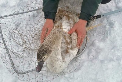 У Луцькому зоопарку прихистили лебедя з вадами розвитку. Розповіли, чому врятувати можуть не всіх У Луцькому зоопарку прихистили лебедя з вадами розвитку. Розповіли, чому врятувати можуть не всіх