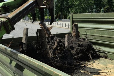 У Харкові на одній з вулиць зріжуть понад 60 дерев У Харкові на одній з вулиць зріжуть понад 60 дерев