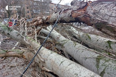 В Одесі дерево впало на жінку В Одесі дерево впало на жінку