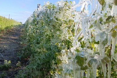 Крига на кущі малини Крига на кущі малини