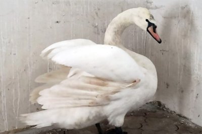 Знайшла посеред міста і принесла до поліції: на Хмельниччині рятували травмованого лебедя Знайшла посеред міста і принесла до поліції: на Хмельниччині рятували травмованого лебедя