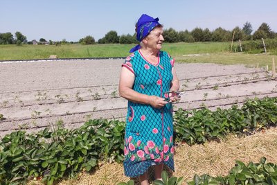 На полі вся родина: як волинський атовець вирощує полуницю