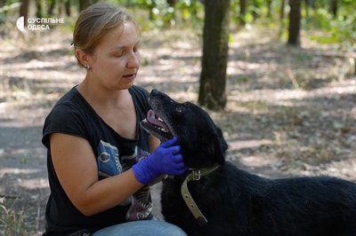 Як доглядають в Одесі врятованих після підриву Каховської ГЕС собак Як доглядають в Одесі врятованих після підриву Каховської ГЕС собак
