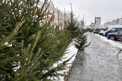 Ялинкові базари у Житомирі — скільки коштують хвойні дерева та різдвяні композиції Ялинкові базари у Житомирі — скільки коштують хвойні дерева та різдвяні композиції