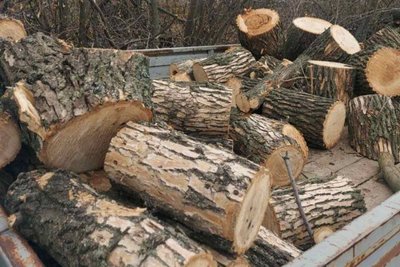 Незаконно спиляні на Харківщині дерева Незаконно спиляні на Харківщині дерева