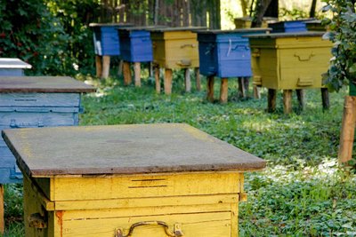 200 гривень на бджолосім'ю: у Вінниці пасічники отримають фінансову підтримку