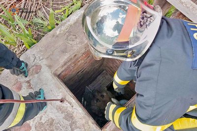 На Київщині рятувальники дістали песика із каналізаційної ями На Київщині рятувальники дістали песика із каналізаційної ями