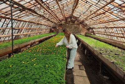 Чорнобривці, канни і колеуси — як у Житомирі готуються до весняної висадки квітів Чорнобривці, канни і колеуси — як у Житомирі готуються до весняної висадки квітів