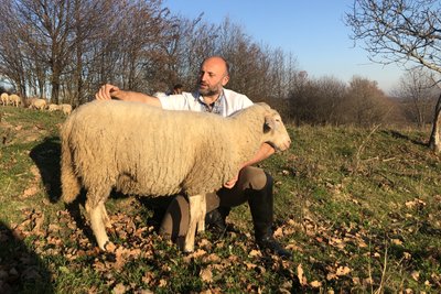 "Лабораторія українського вівчарства". На Івано-Франківщині вивели нові породи овець "Лабораторія українського вівчарства". На Івано-Франківщині вивели нові породи овець