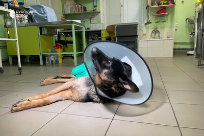 "Був в дуже поганому стані": в Одесі лікують песика, пораненого внаслідок обстрілу на Херсонщині "Був в дуже поганому стані": в Одесі лікують песика, пораненого внаслідок обстрілу на Херсонщині