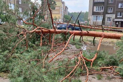 Повалені дерева, паркани, дахи: Малинщина постраждала від негоди Повалені дерева, паркани, дахи: Малинщина постраждала від негоди