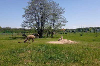 Як стежитимуть за безпекою у "Долині альпак" у Харківському екопарку Як стежитимуть за безпекою у "Долині альпак" у Харківському екопарку