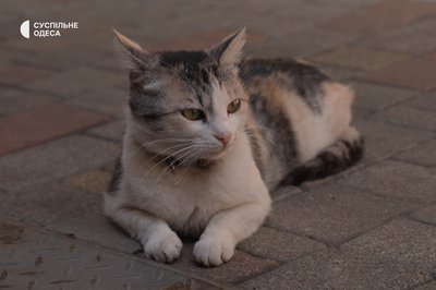 “П’є каву разом з відвідувачами”: історії котиків, які живуть на Новому ринку “П’є каву разом з відвідувачами”: історії котиків, які живуть на Новому ринку