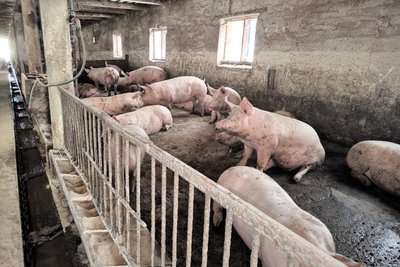 У господарстві в Дергачівській громаді живуть 300 свиней — удвічі менше ніж до повномасштабного вторгнення РФ У господарстві в Дергачівській громаді живуть 300 свиней — удвічі менше ніж до повномасштабного вторгнення РФ