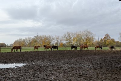 На Роменщині чоловік береже тракененську породу коней, якій майже 300 років На Роменщині чоловік береже тракененську породу коней, якій майже 300 років