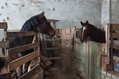 Реабілітація іпотерапією: психологиня допомагала дітям у Лисичанську, а тепер допомагає військовим на Рівненщині Реабілітація іпотерапією: психологиня допомагала дітям у Лисичанську, а тепер допомагає військовим на Рівненщині