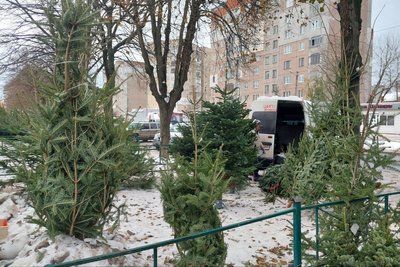 ялинки ялинки