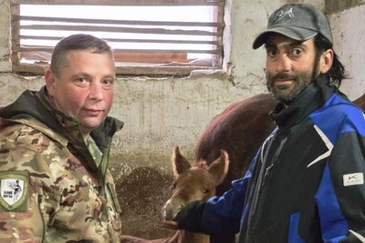 Кобила, яку місяць тому евакуювали зі Старосалтівської громади до харківського іподрому, народила лоша Кобила, яку місяць тому евакуювали зі Старосалтівської громади до харківського іподрому, народила лоша