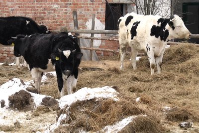 Ситуація на держпідприємстві "Рихальське" на Житомирщині: місцеві жителі розповіли, що тварини продовжують голодувати Ситуація на держпідприємстві "Рихальське" на Житомирщині: місцеві жителі розповіли, що тварини продовжують голодувати