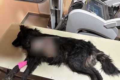 Тварини і війна: як вберегти собаку під час обстрілів Тварини і війна: як вберегти собаку під час обстрілів